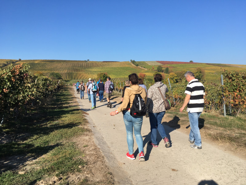 Zwibbelkuchewandertag_02_BoGauB_02