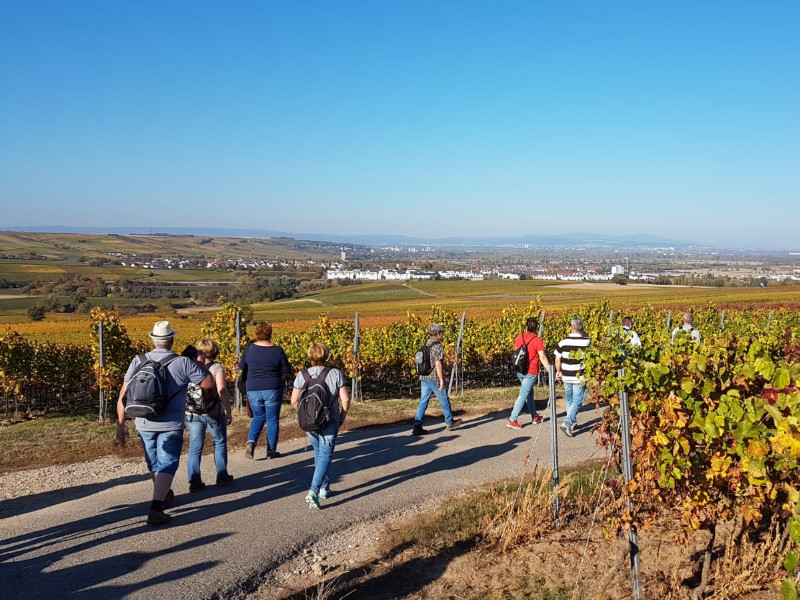 Zwibbelkuchewandertag_06_LoeBo_62